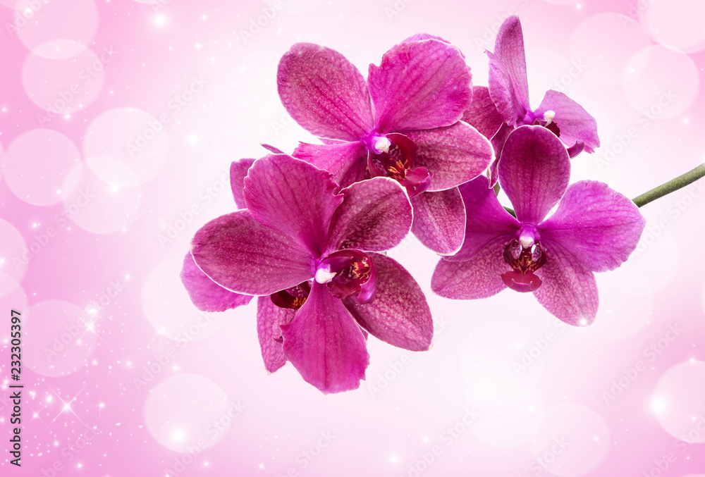 Obraz premium Różowy kwiat orchidei.
