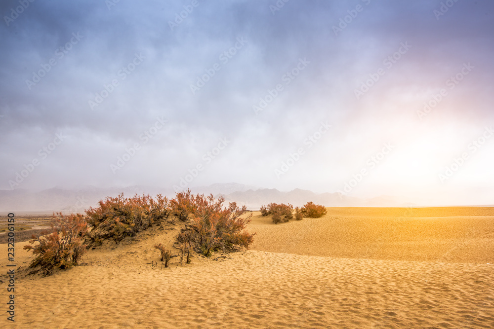 Fototapeta premium sand dunes in the desert