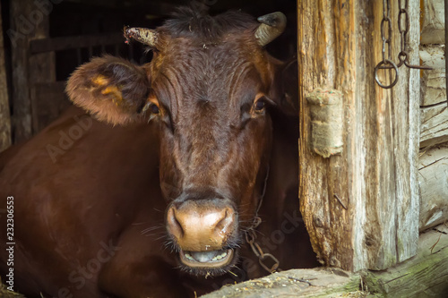 a brown cow lies in a cowshed in the village