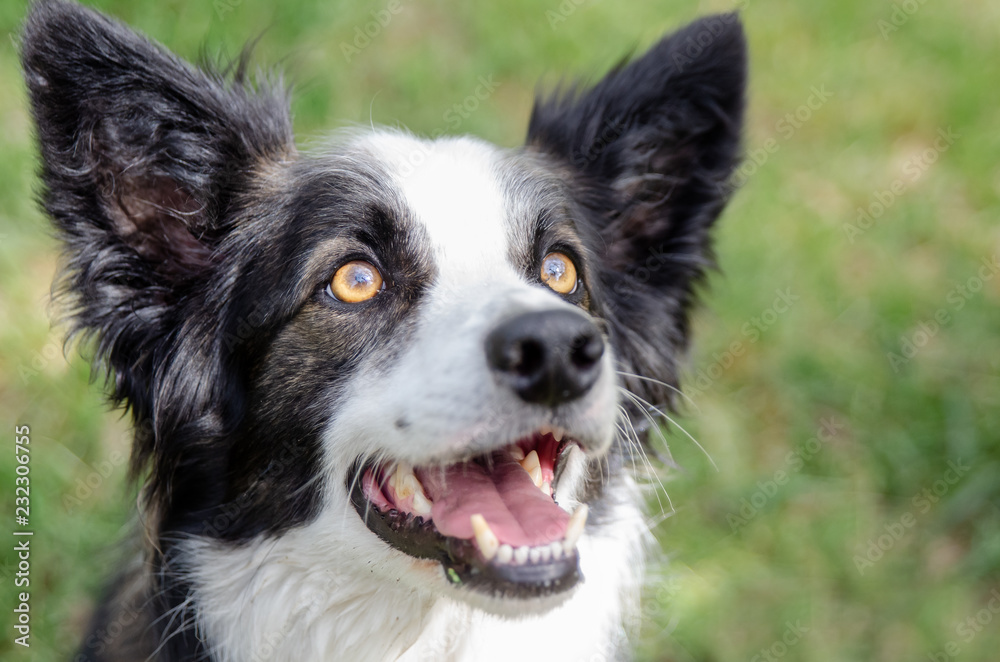 Close up of beautiful young Border Collie with lovely amber eyes and open mouth