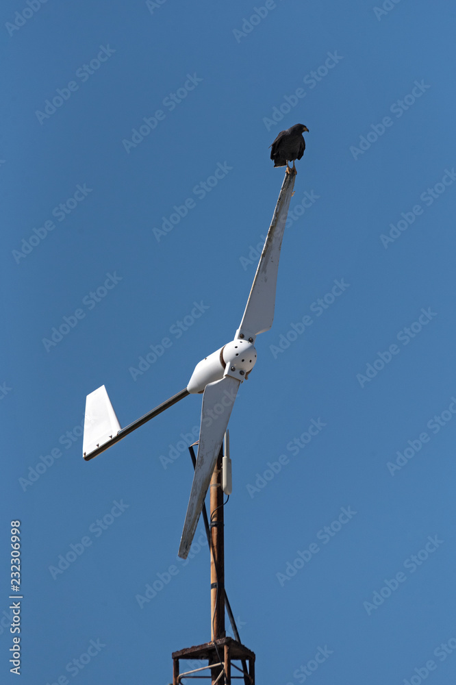 young black accipitriformes sits on a rotor blade of a windmill, yucatan, mexico young black accipitriformes sits on a rotor blade of a windmill, yucatan, mexico