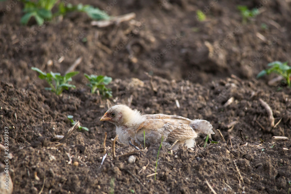 young chicken chick comes across in search of food young chicken chick comes across in search of food