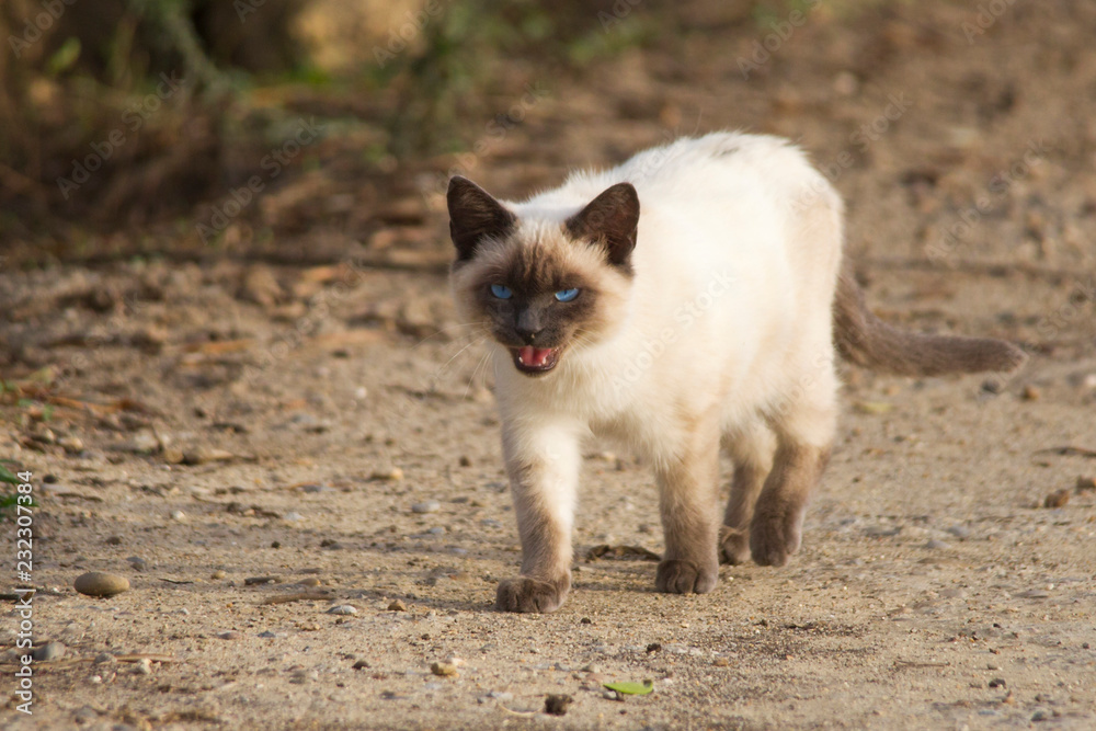 Fototapeta premium Little siamese cats mixed breed with blue eyes shows his teeth