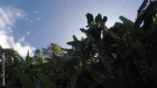 Sampaloc Lake, San Pablo City, Laguna, Philippines - February 20, 2018:  Trees and vegetation on mountain lake shore. low angle photo