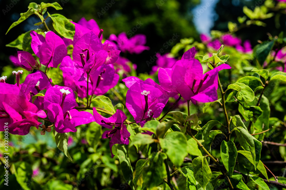 pruple flower at a park