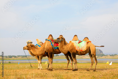 herds of camels in the WuLanBuTong grassland  China