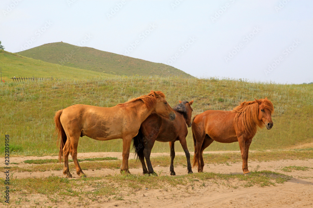 Fototapeta premium herds of horses grazing in the WuLanBuTong grassland, China