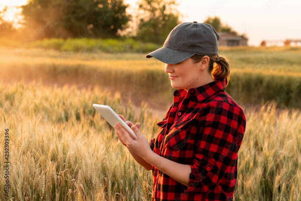 A woman farmer examines the field of cereals and sends data to the cloud from the tablet. Smart farming and digital agriculture. A woman farmer examines the field of cereals and sends data to the cloud from the tablet. Smart farming and digital agriculture.