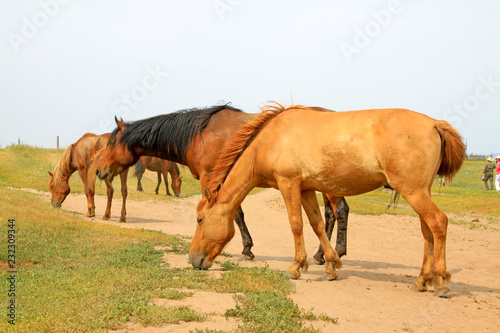herds of horses grazing in the WuLanBuTong grassland  China