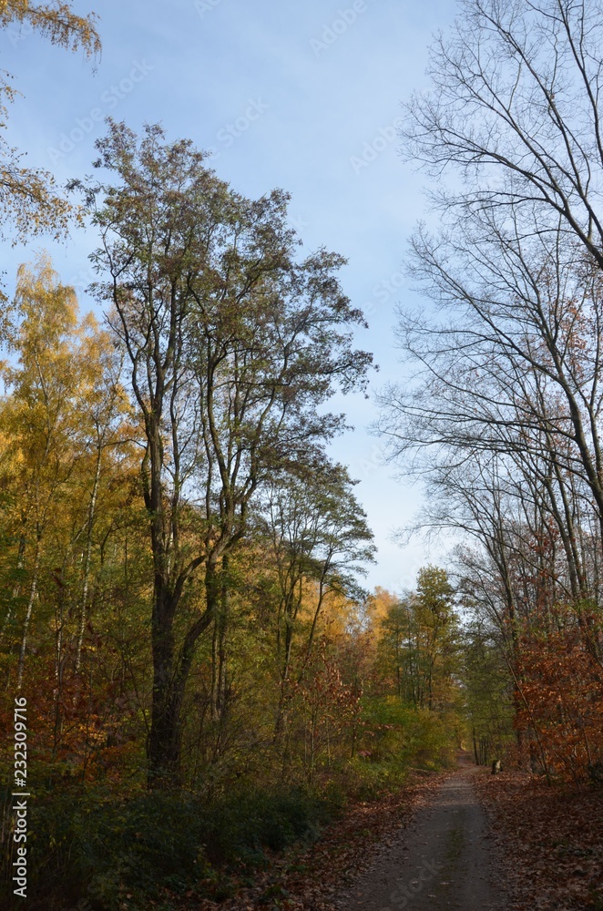 Herbstwald mit Weg 