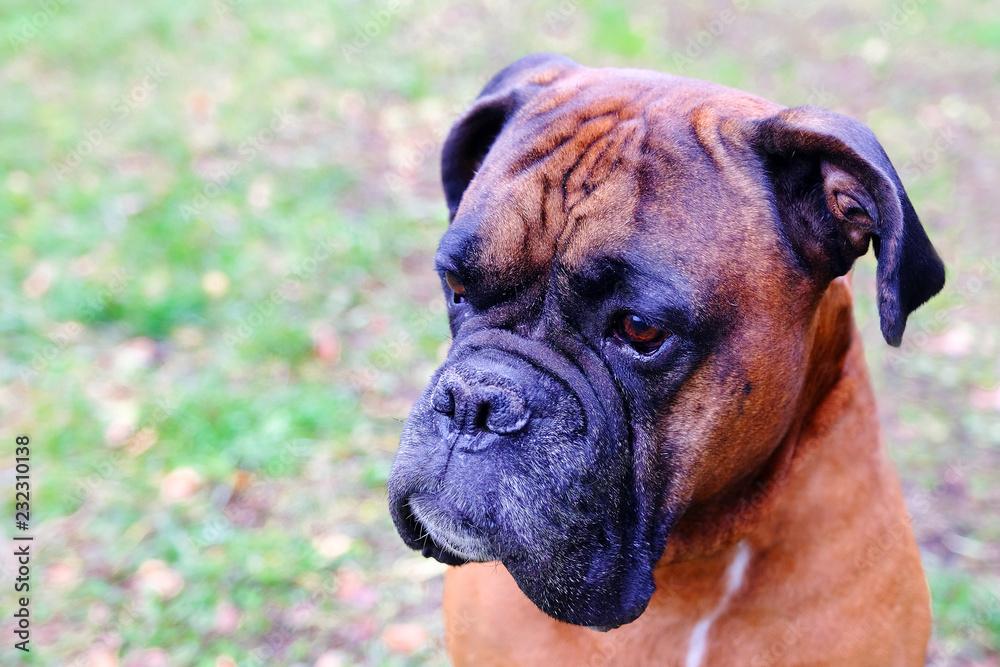Muzzle dogs breed bulldog. Close-up of the dog looking into the distance.