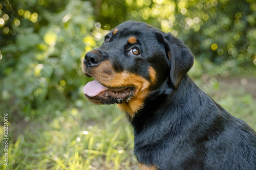 Side on view of Rottweiler puppy with open mouth. Concept: pet