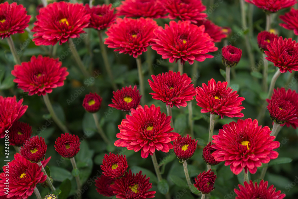 Chrysanthemums Chrysanthemums