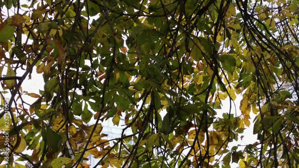 autumn November leaves on the branches. 3 autumn November leaves on the branches. 3