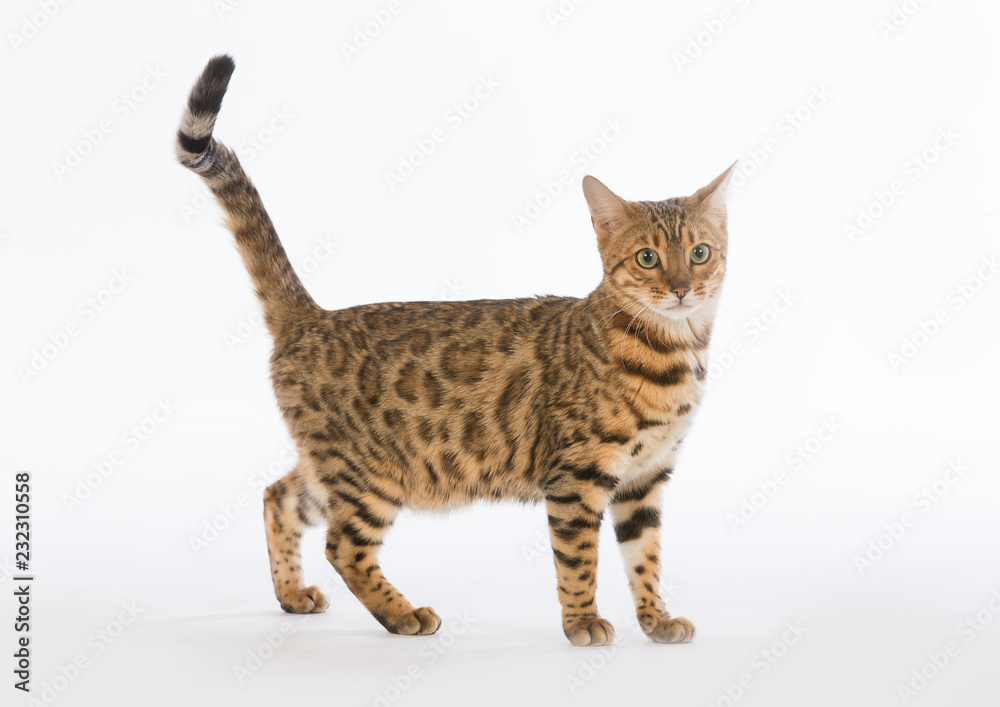 Bengalen Katzen