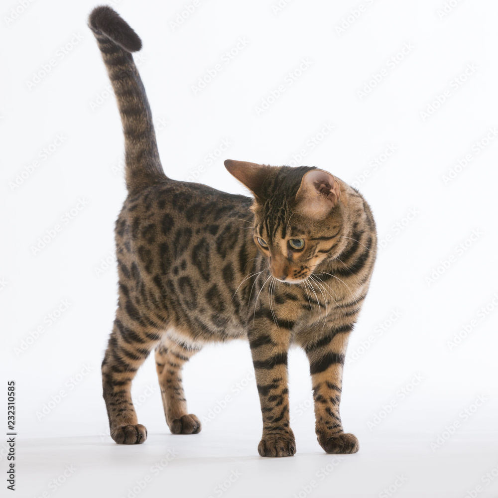 Bengalen Katzen Bengalen Katzen