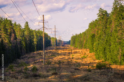 A picturesque forest clearing with power poles stretching into the distance photo