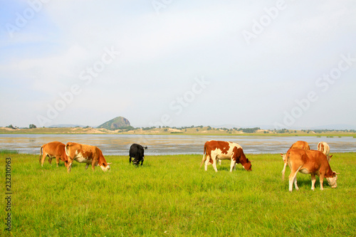 herds cattle in the WuLanBuTong grassland, China