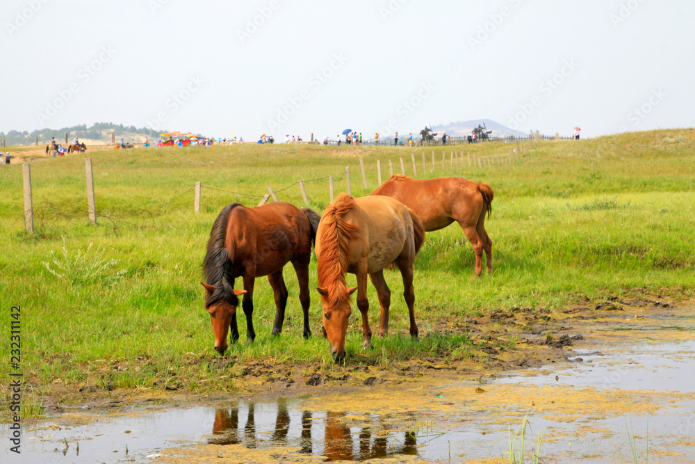 horses in the water in the WuLanBuTong grassland, China horses in the water in the WuLanBuTong grassland, China