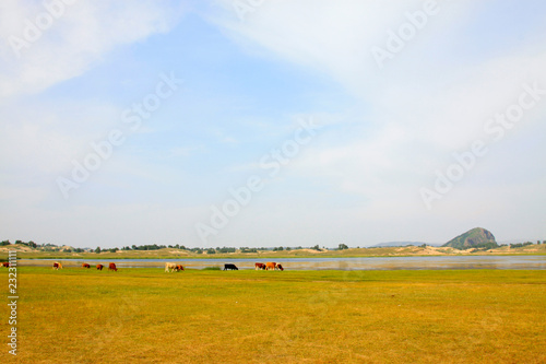 herds cattle in the WuLanBuTong grassland, China