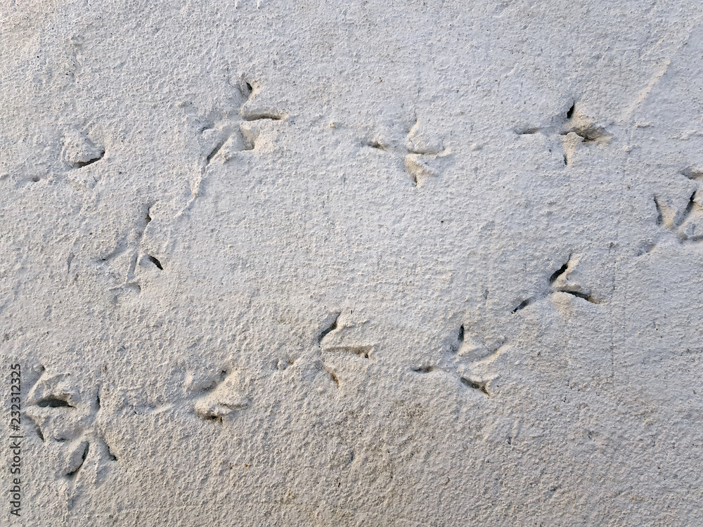 High Angle View of Foot Prints of Birds on Concrete Floor High Angle View of Foot Prints of Birds on Concrete Floor