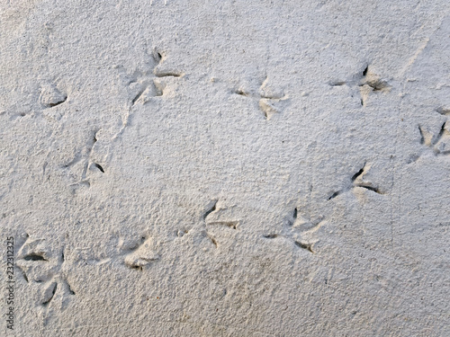 High Angle View of Foot Prints of Birds on Concrete Floor