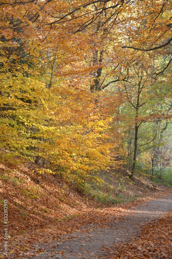 Leuchtend bunter Herbstwald - Waldweg