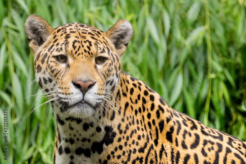 Jaguar © Iwan