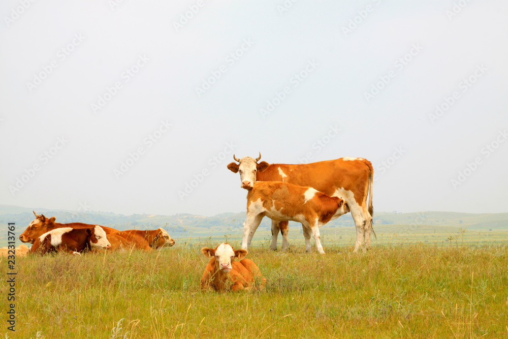herds cattle in the grassland, China