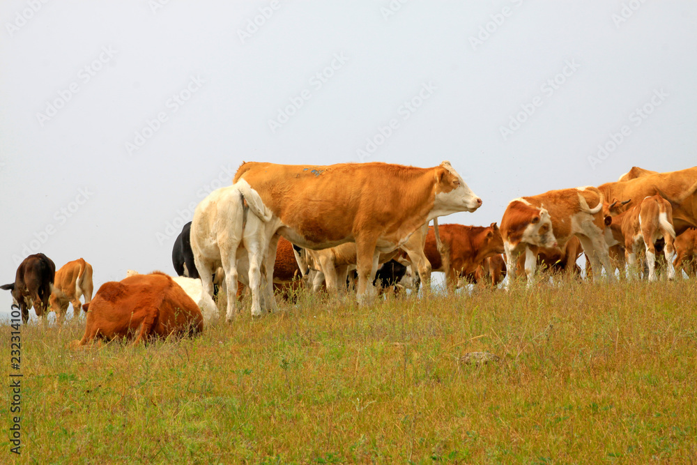 herds cattle in the grassland, China