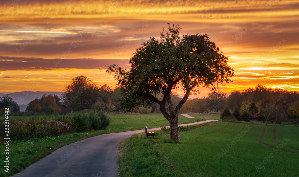 Fototapeta premium Ścieżka z jabłonią przy zmierzchem w jesieni, Westerwald, Nadrenia-Palatynat