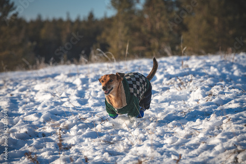 A beautiful brown dachshund walking in a snow with clothes. Pet running in the winter. Yakutian winter, pet enjoying at sunset.
