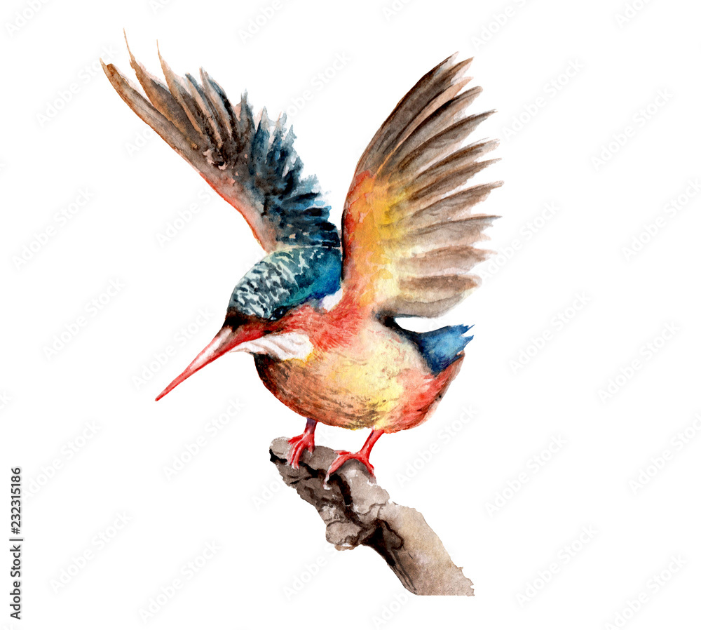 Fototapeta premium watercolor drawing birds. kingfisher on branch. sketch