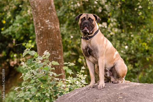 Beautiful Bull Mastiff sitting on a rock in a parkland setting