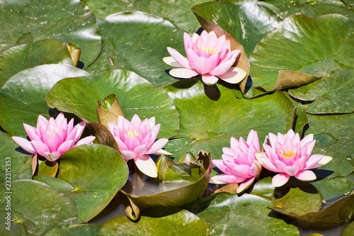 Water lilies