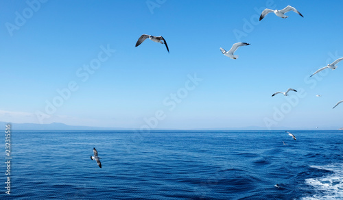 Seagulls flying over the Ocean
