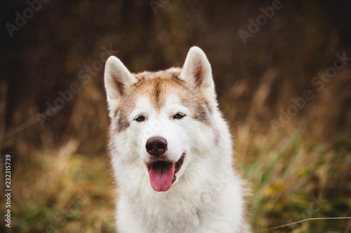 Close-up Portrait of beautiful and free beige and white siberian husky dog with brown eyes sitting in the withered grass
