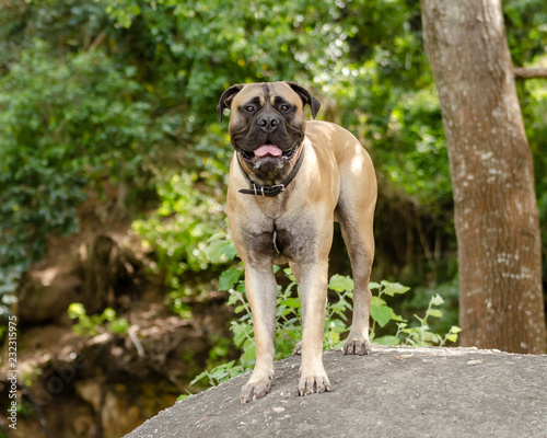Beautiful Bull Mastiff dog standing on a rock in a parkland setting
