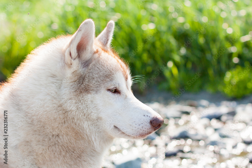 Close-up of adorable Siberian Husky on grass looking to the right.