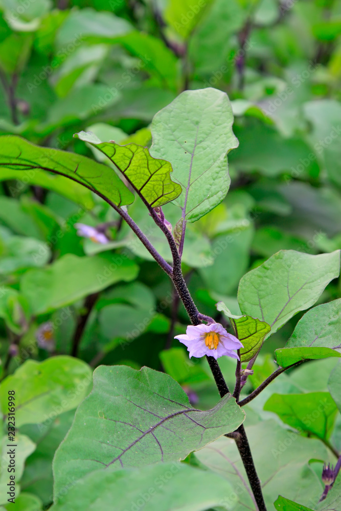 Eggplant flower