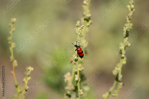 insect © Binnur