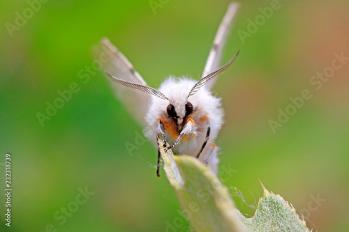 white moth insects © YuanGeng