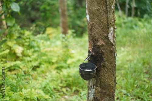 Rubber tree garden in south of Thailand