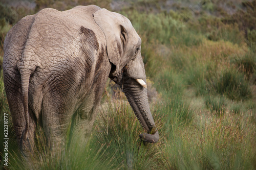 African elephant (Loxodonta) grazing, Touws River, Western Cape, South Africa photo