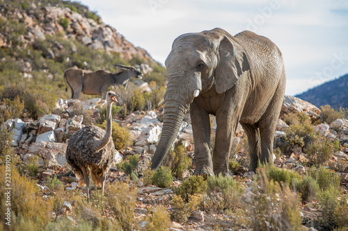 African elephant (Loxodonta) and Ostrich (Struthio camelus), Touws River, Western Cape, South Africa photo