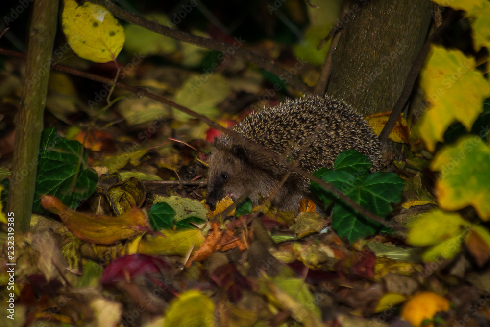 Obraz premium Hedgehog walking in a garden between branches and foliage