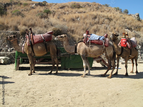 Saddle camels ready for cargo  Three camels ready to load  Saddle  camel  cargo  saddle  animal  nature  turkey  tourism  business  sand  desert  colorful  brown 