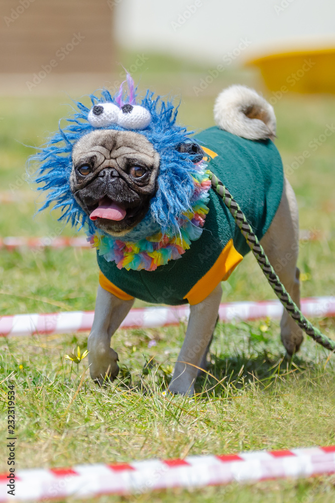 pug fancy dress