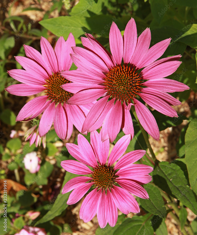 Obraz premium Echinacea purpurea
