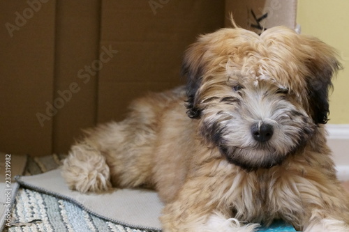 A pure bred Wheaten Terrier puppy dog.